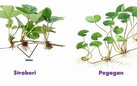 Sebutkan Tumbuhan Yang Berkembang Biak Dengan Stolon